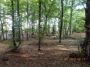 11-BELLO QUESTO BOSCO